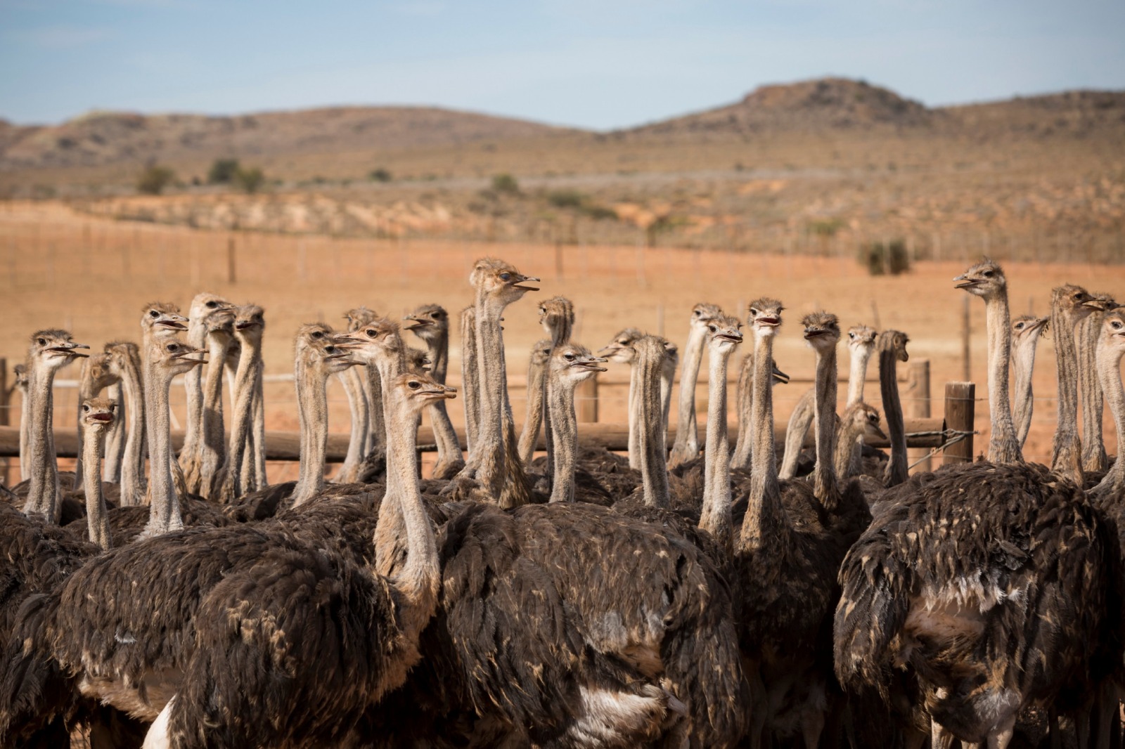 Day 6: Knysna - Oudtshoorn - Knysna